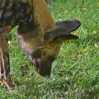 Afrikanischer Wildhund (Lycaon pictus)