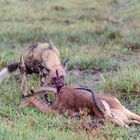 Afrikanischer Wildhund mit erlegter Impala