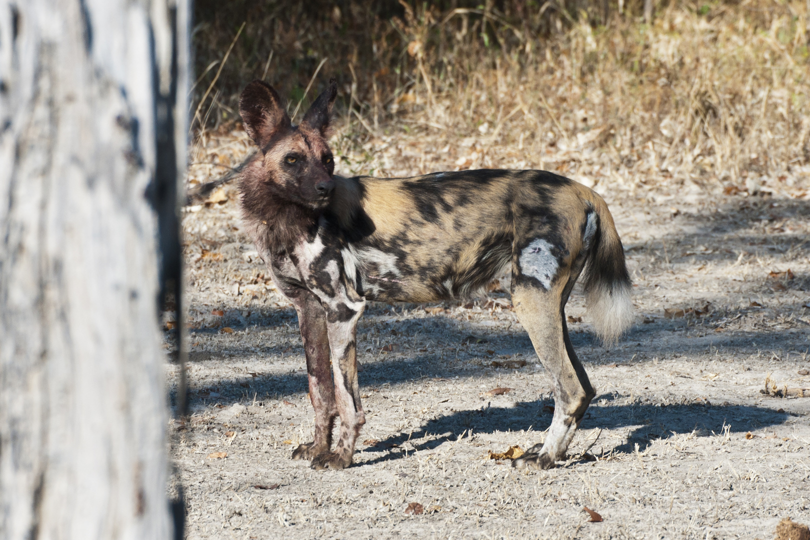 Afrikanischer Wildhund / North Luangwa NP / Sambia / 06.2013