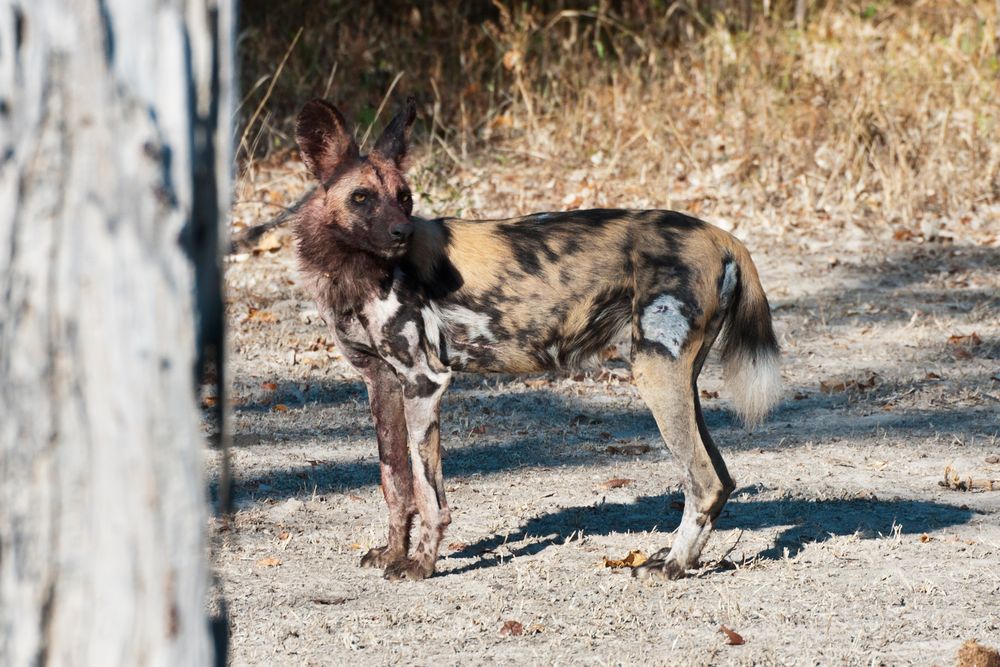 Afrikanischer Wildhund / North Luangwa NP / Sambia / 06.2013