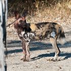 Afrikanischer Wildhund / North Luangwa NP / Sambia / 06.2013