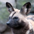 Afrikanischer Wildhund - Portrait