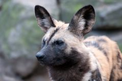 Afrikanischer Wildhund - Portrait