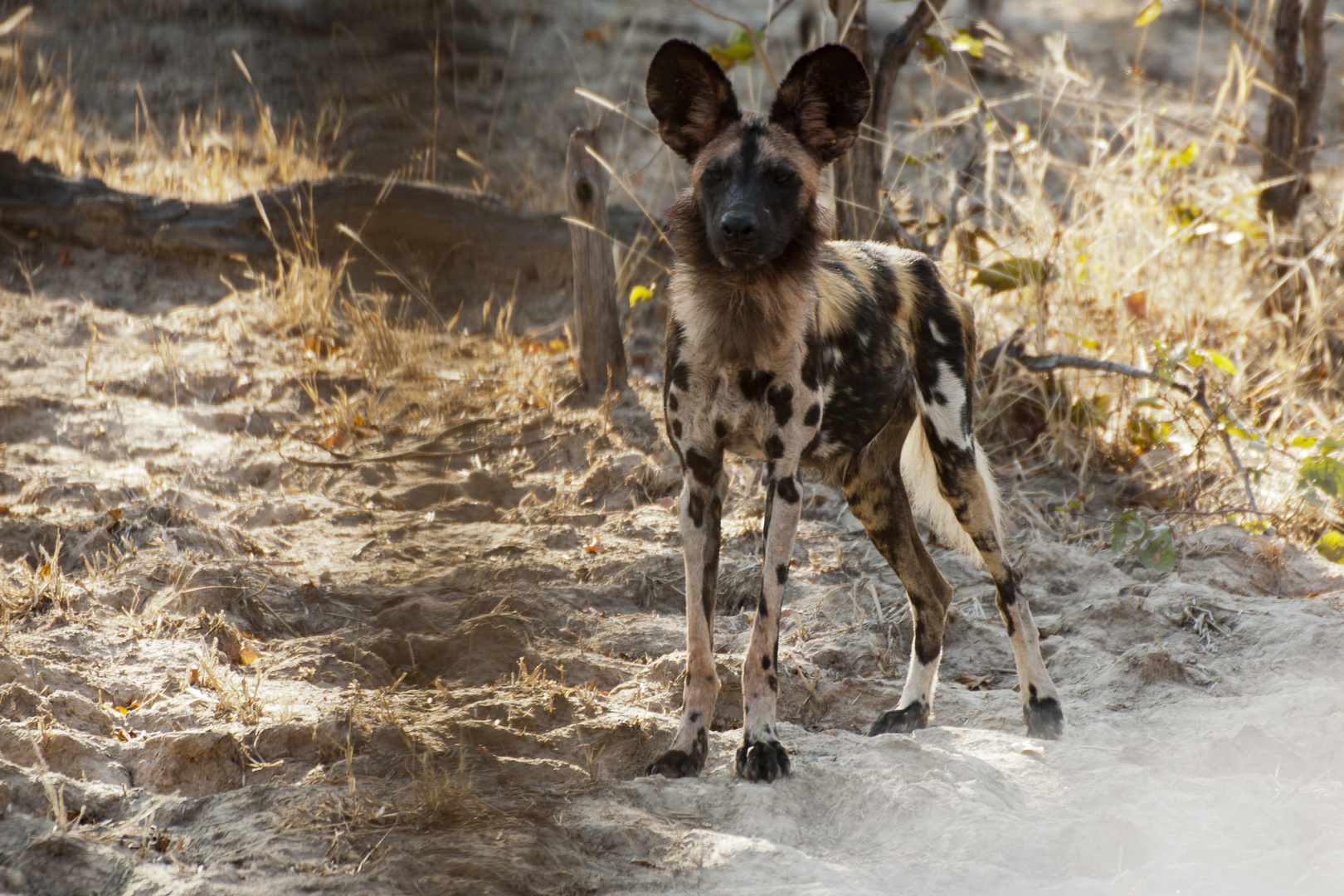 Afrikanischer Wildhund / Sambia / North Lunagwa / 15.06.2013