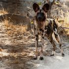 Afrikanischer Wildhund / Sambia / North Lunagwa / 15.06.2013