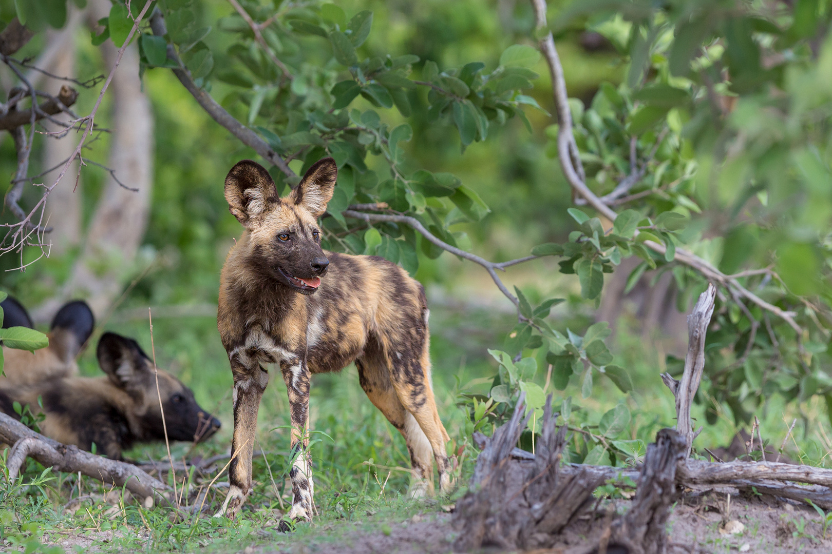 Afrikanischer Wildhund Welpe