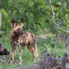 Afrikanischer Wildhund Welpe