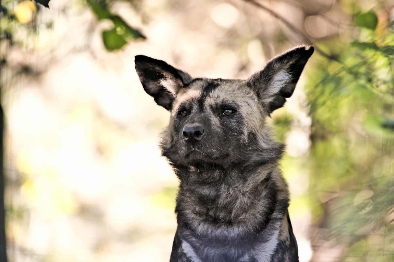 Afrikanischer Wildhund, Zoo Dortmund