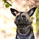 Afrikanischer Wildhund, Zoo Dortmund