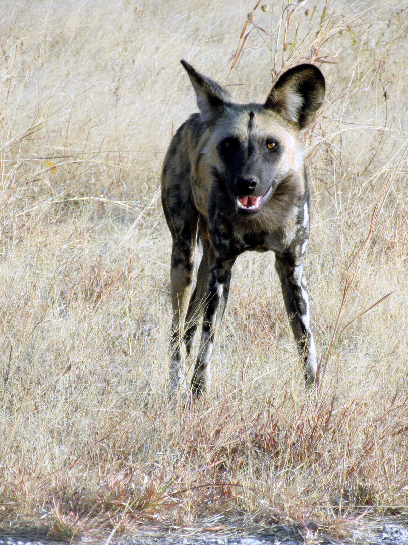 Afrikanischer Wildhunde