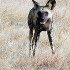 Afrikanischer Wildhunde