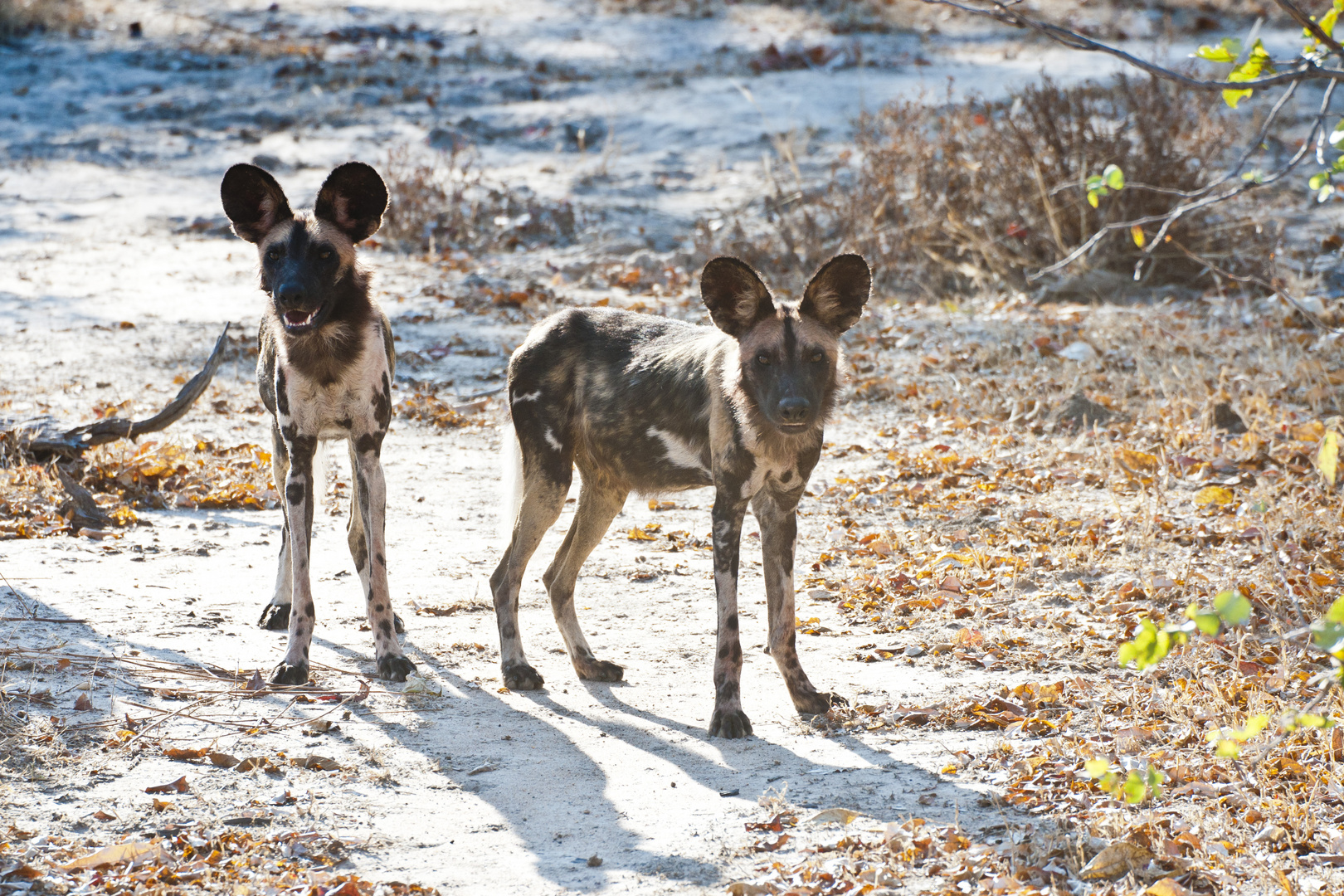 Afrikanischer Wildhunde / North Luangwa NP / Sambia / 06.2013