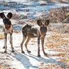 Afrikanischer Wildhunde / North Luangwa NP / Sambia / 06.2013