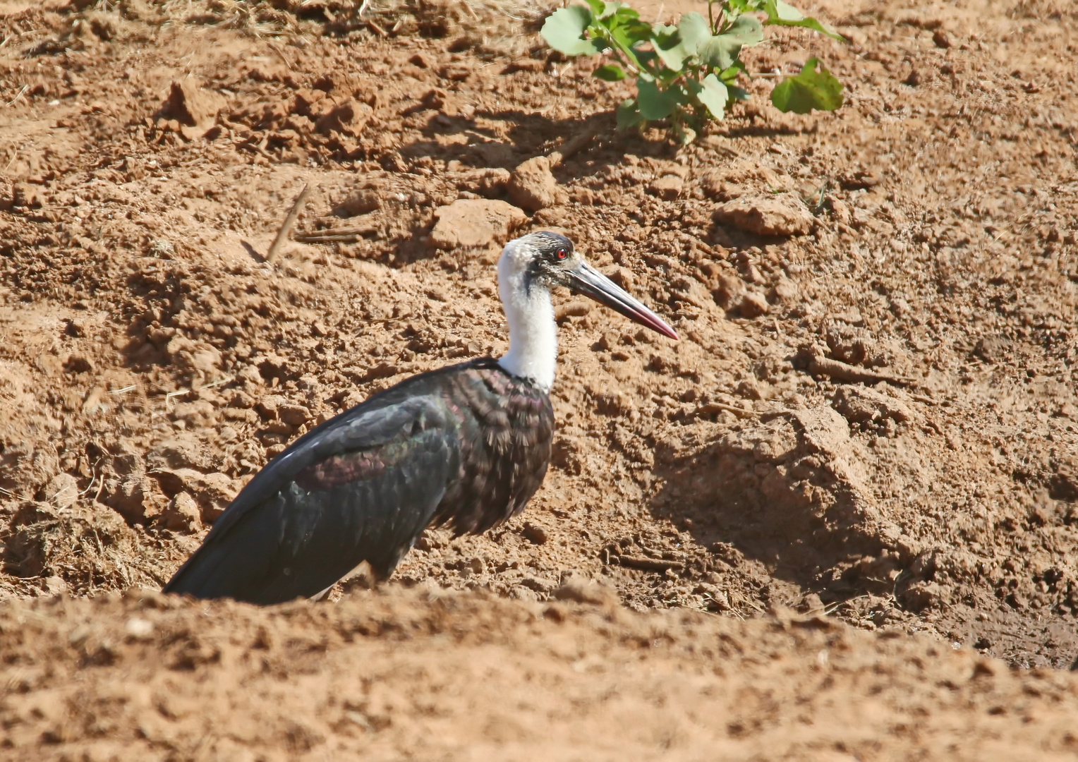 afrikanischer Wollhalsstorch + 2 Bilder