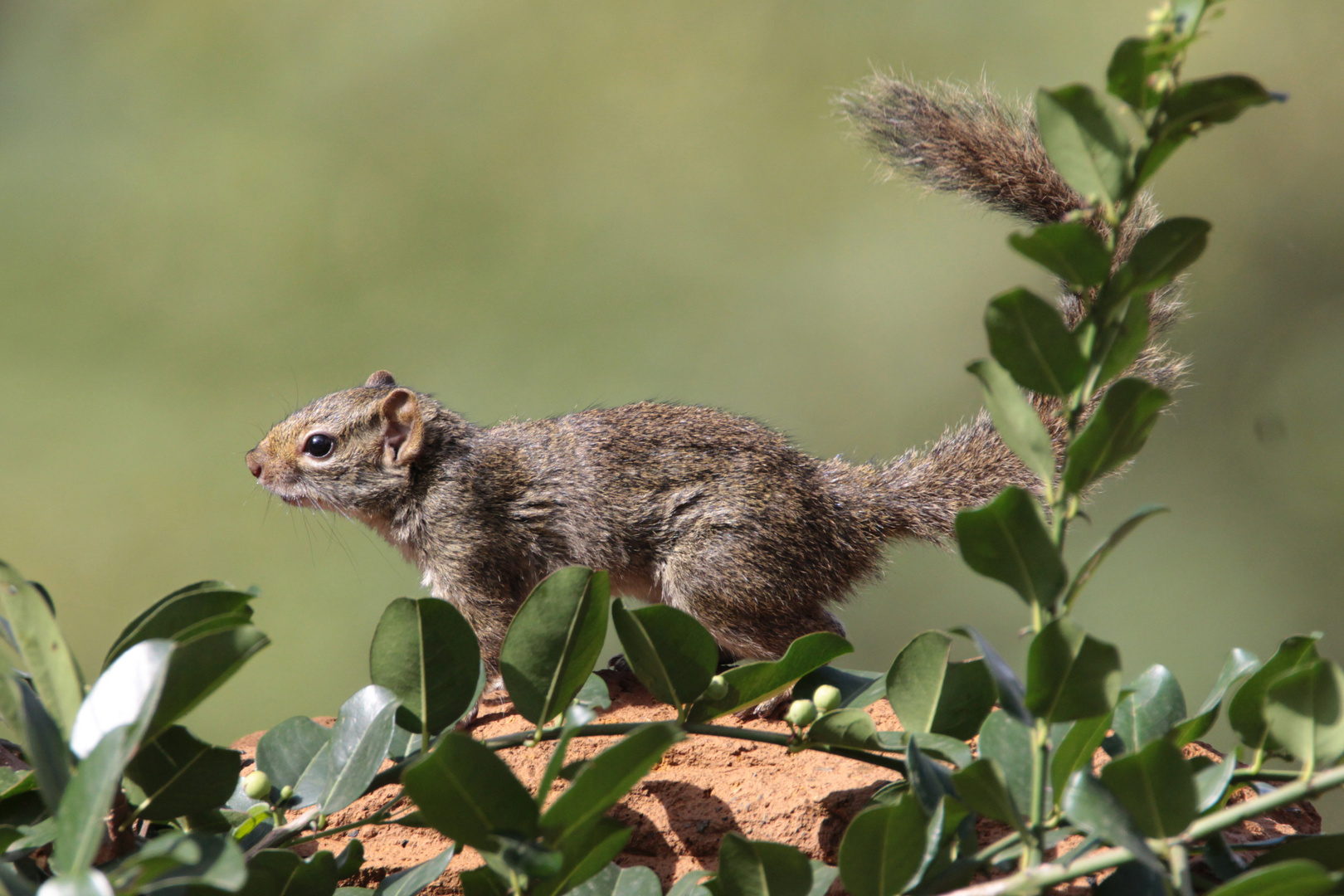 Afrikanisches Buschhörnchen