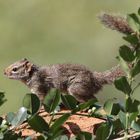 Afrikanisches Buschhörnchen