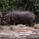 Tiere