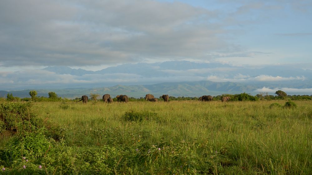 Afrikanisches Idyll 