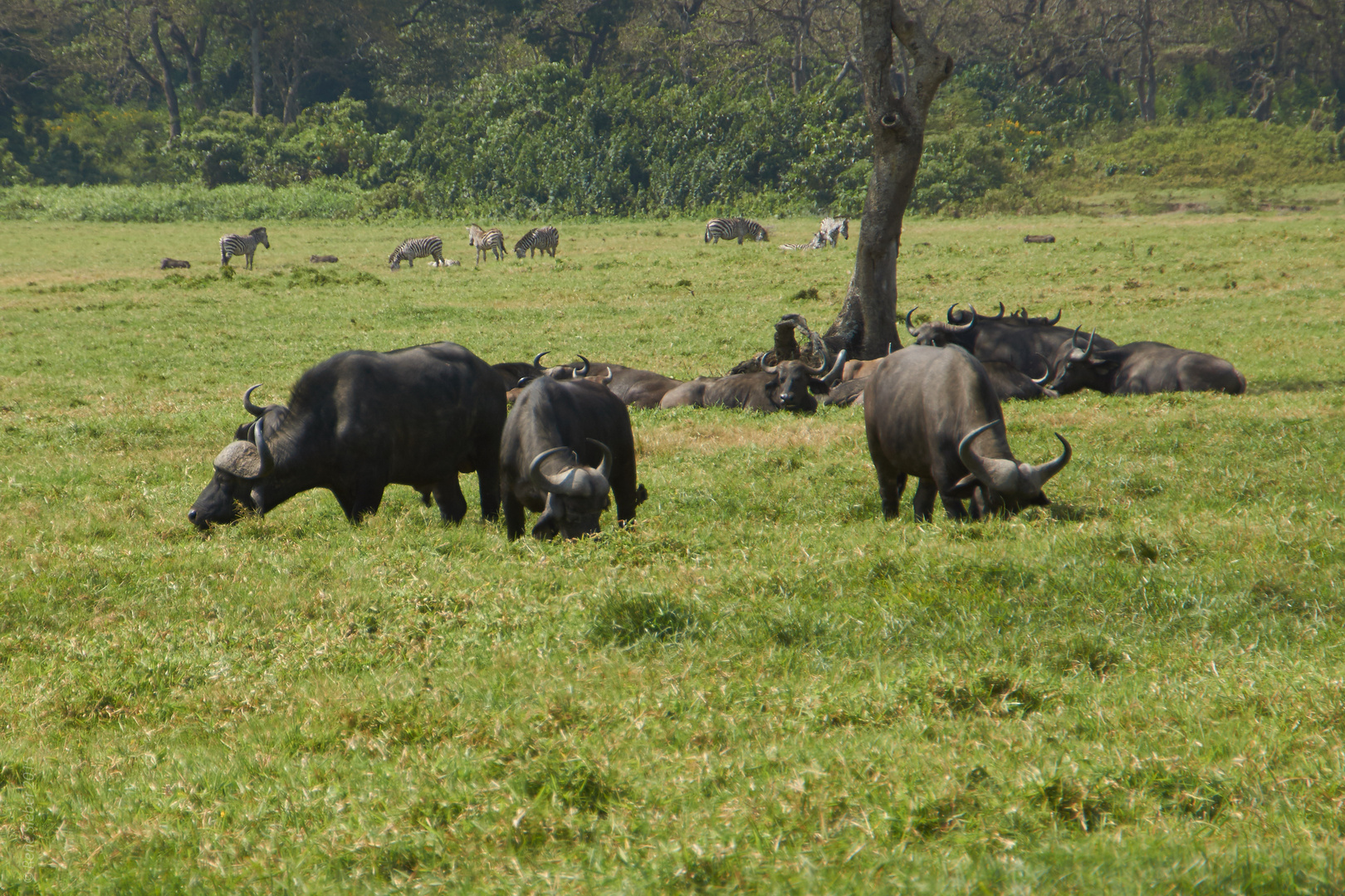 Afrikanisches Idyll