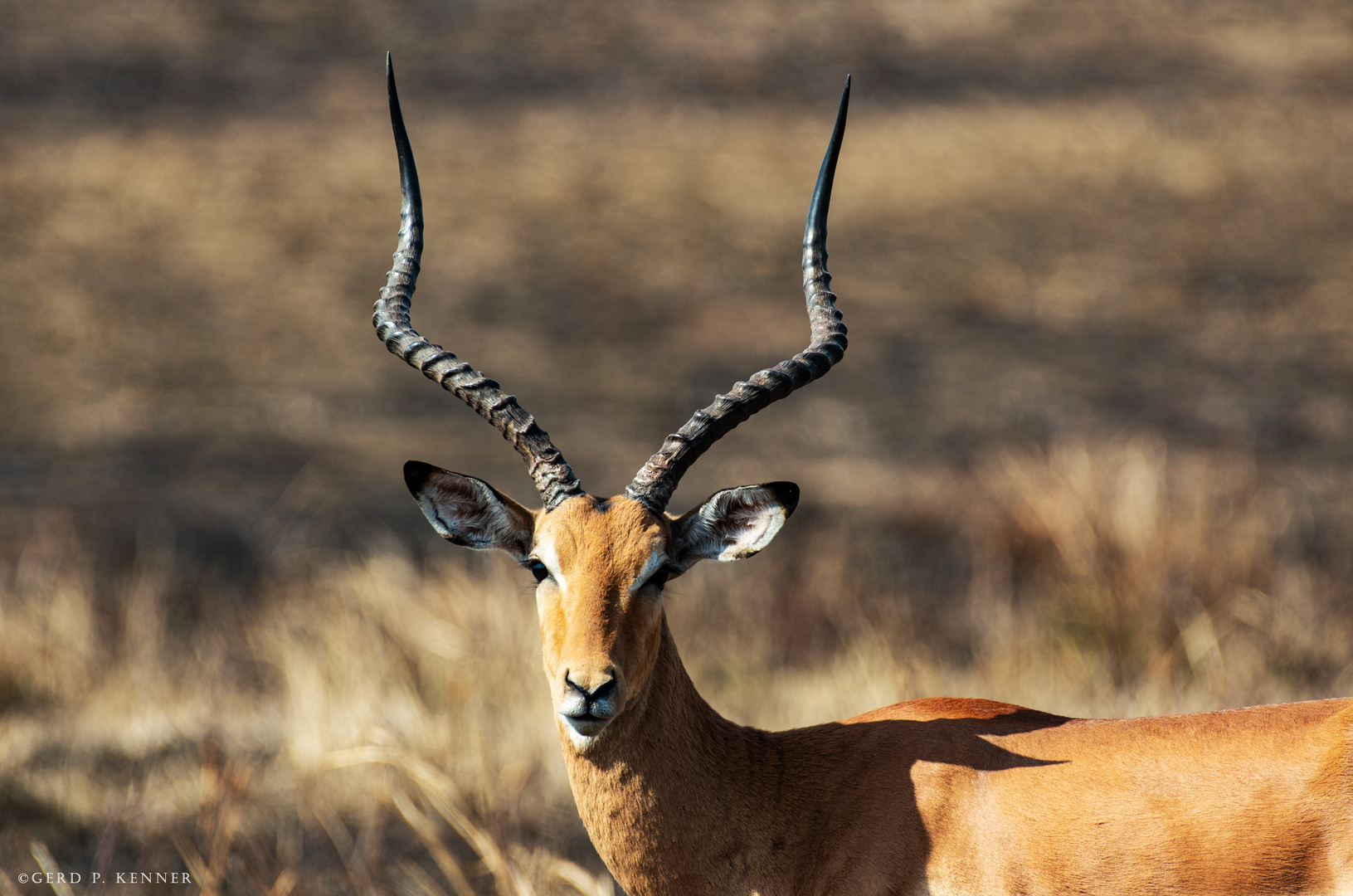 Afrikanisches Impala Männchen -- zeigt was er hat