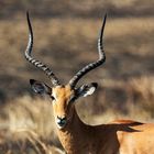 Afrikanisches Impala Männchen -- zeigt was er hat