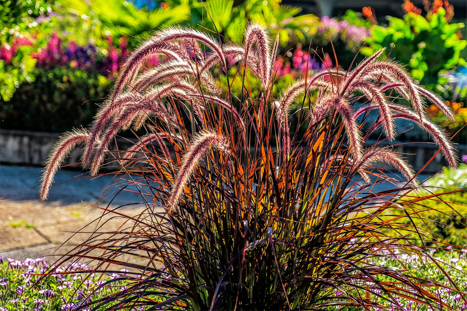 Afrikanisches Lampenputzergras (Pennisetum setaceum 'Rubrum')