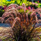 Afrikanisches Lampenputzergras (Pennisetum setaceum 'Rubrum')