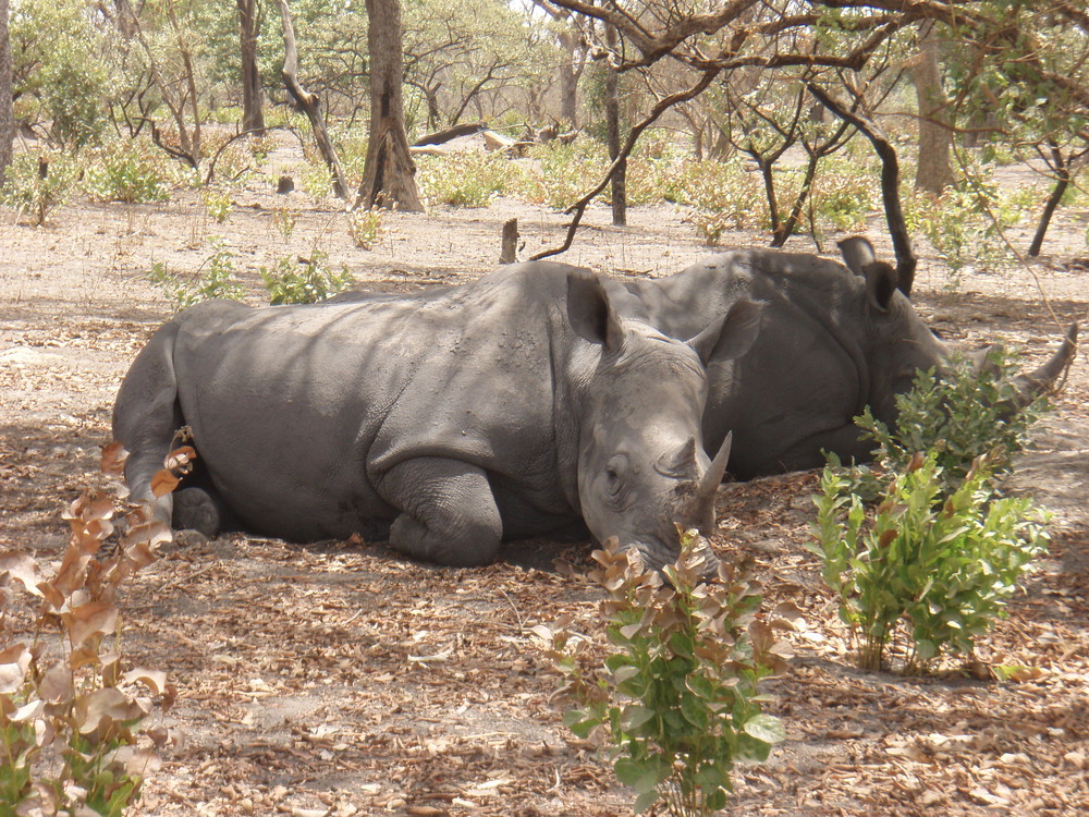 Afrikanisches Nashorn