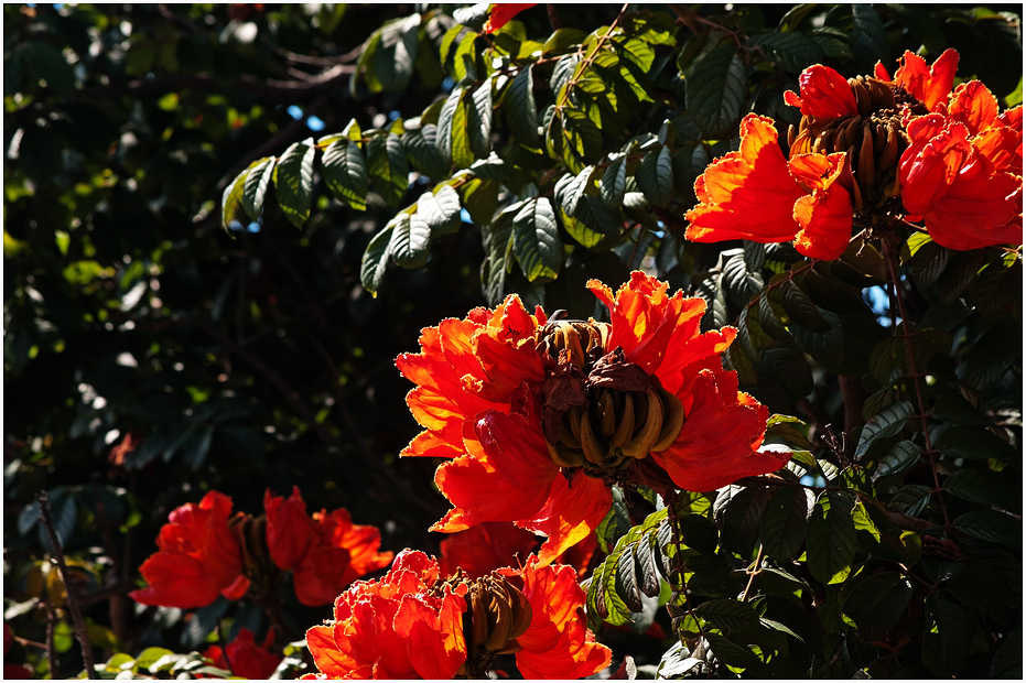 Afrikanscher Tulpenbaum