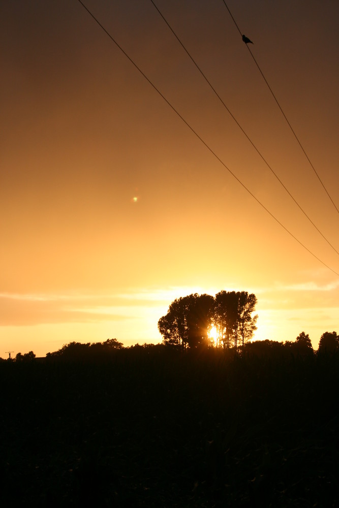 Afrikas Sonne mitten in Batenhorst