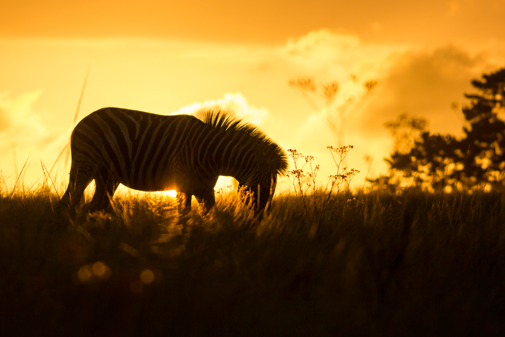 Afrikas Sonnenuntergänge