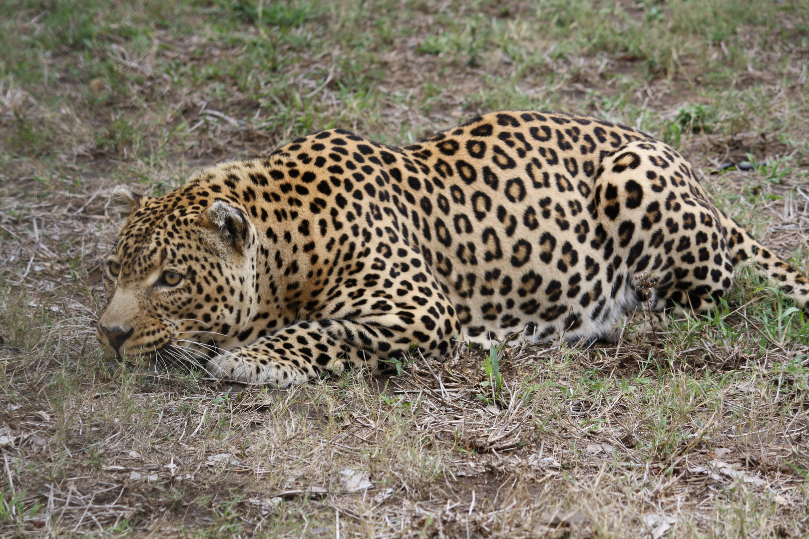 Afrika's Tierwelt - Leopard