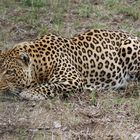 Afrika's Tierwelt - Leopard