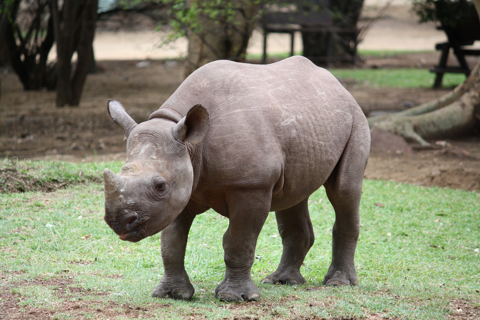 Afrika's Tierwelt - Rhino Baby