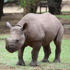 Afrika's Tierwelt - Rhino Baby