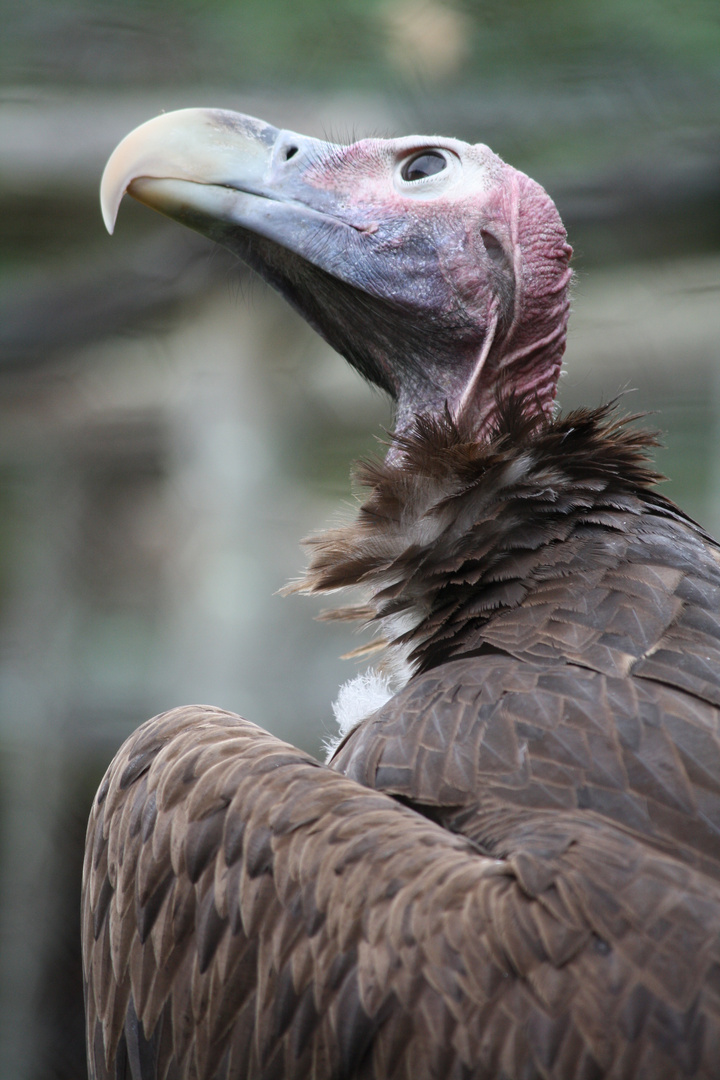 Afrika's Tierwelt - Vulture