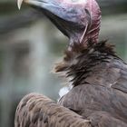 Afrika's Tierwelt - Vulture