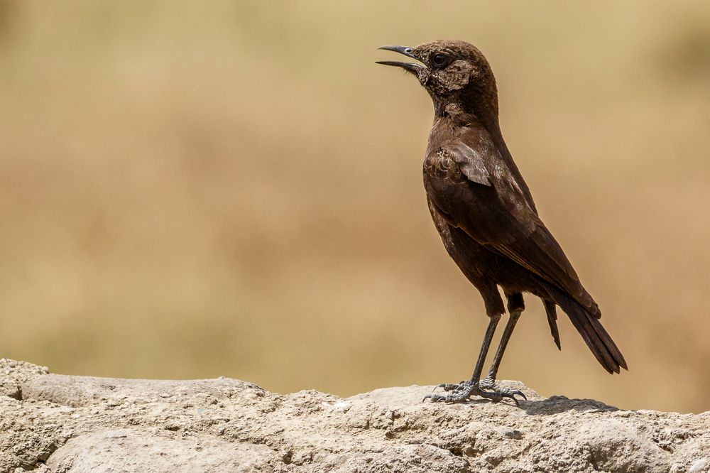 Afrikas Vogelwelt 1 - Hadesschmätzer