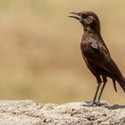 Afrikas Vogelwelt 1 - Hadesschmätzer