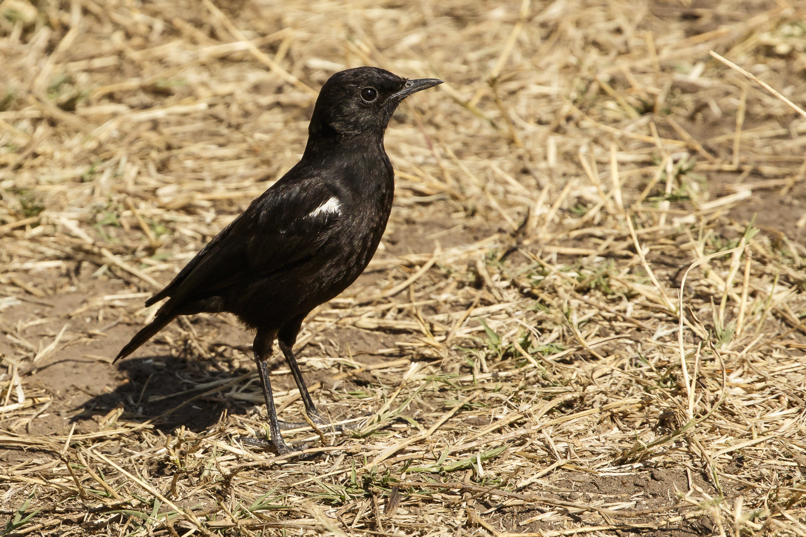 Afrikas Vogelwelt 10 - Hadesschmätzer männchen