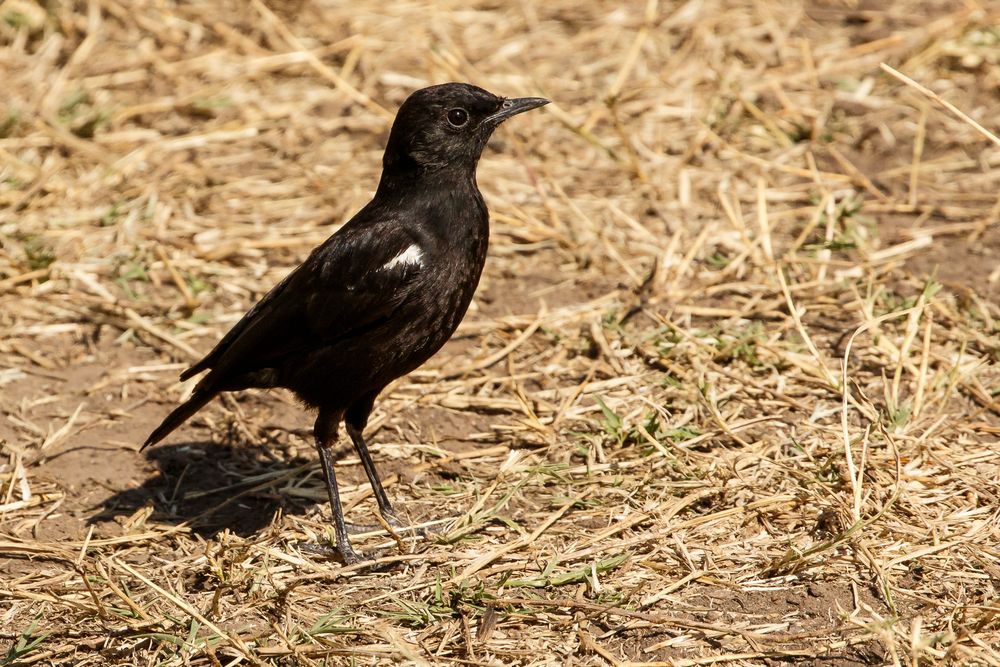 Afrikas Vogelwelt 10 - Hadesschmätzer männchen