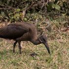 Afrikas Vogelwelt 12 - Hagedasch