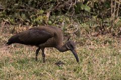 Afrikas Vogelwelt 12 - Hagedasch