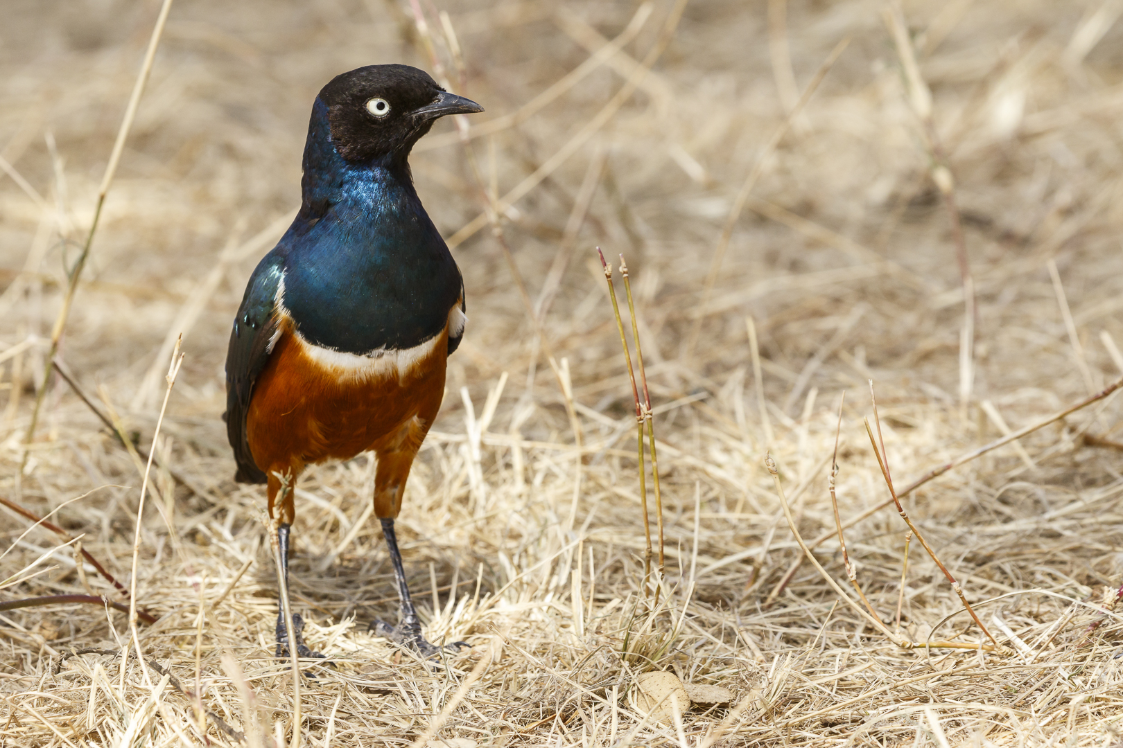 Afrikas Vogelwelt 13 - Dreifarbenglanzstar