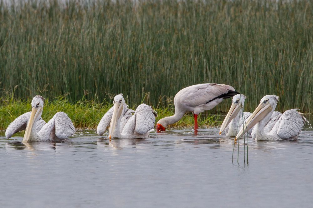 Afrikas Vogelwelt 14 - Rötelpelikan