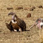 Afrikas Vogelwelt 15 - Der Aufräumdienst...