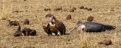 Afrikas Vogelwelt 15 - Der Aufräumdienst...