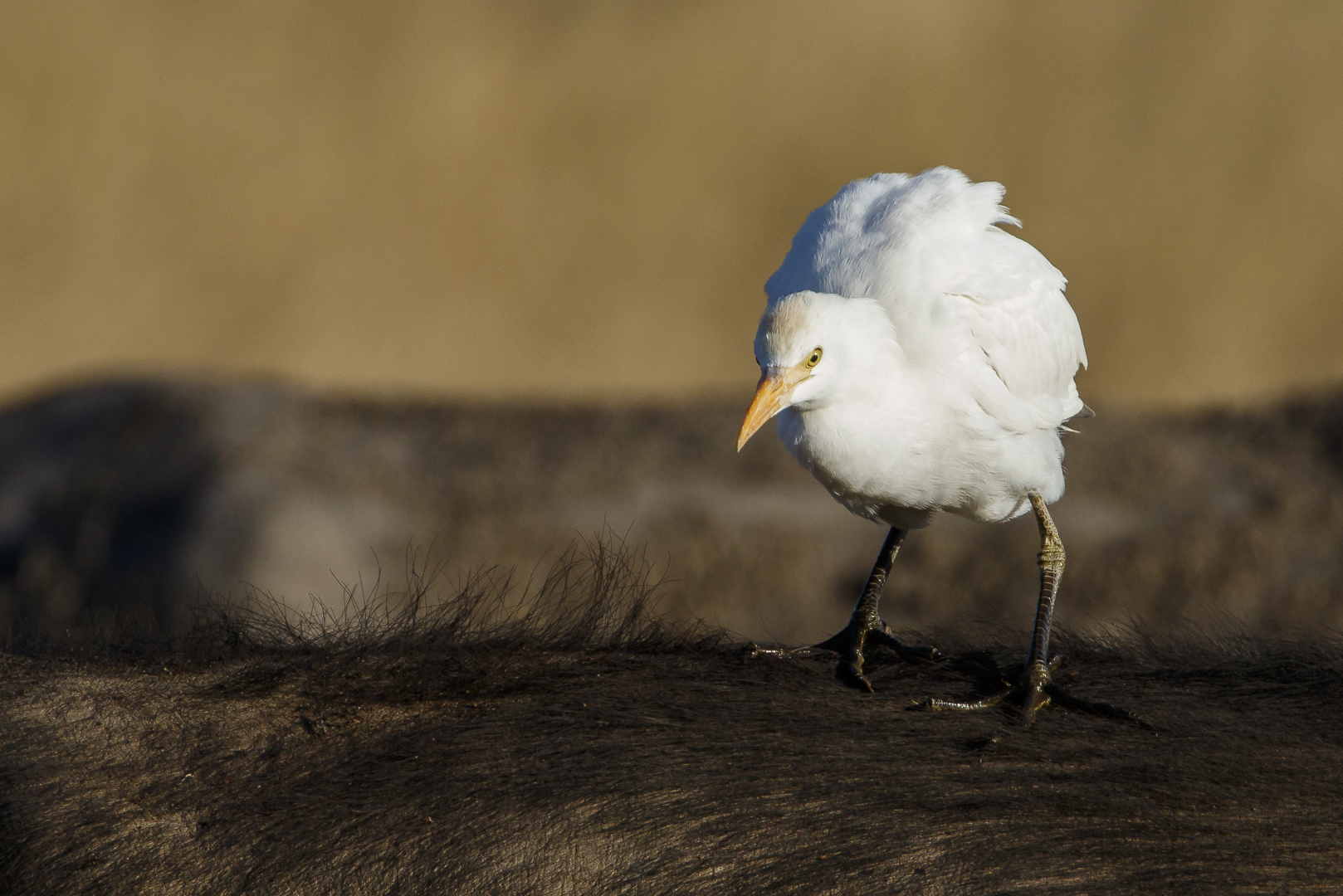 Afrikas Vogelwelt 17 - Kuhreiher