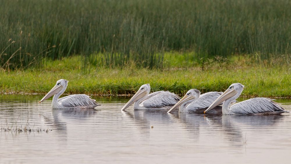 Afrikas Vogelwelt 3 - Rötelpelikan