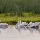 Afrikas Vogelwelt 3 - Rötelpelikan